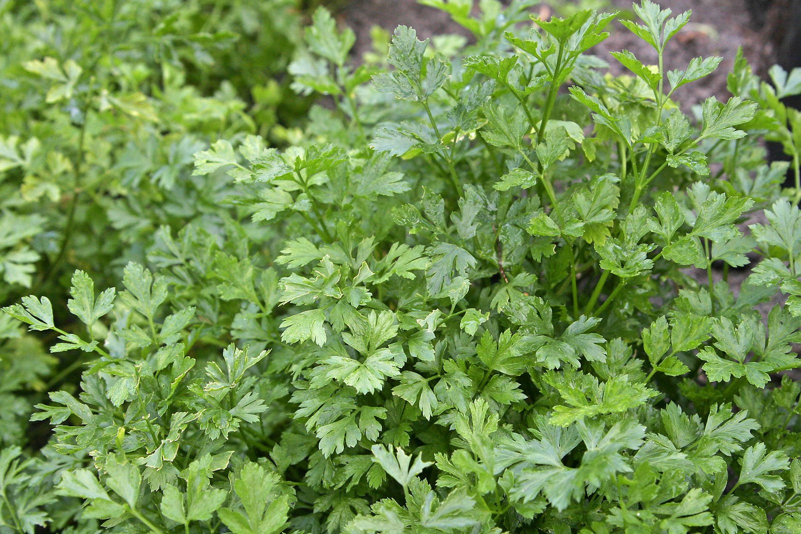 A bush of parsley.
