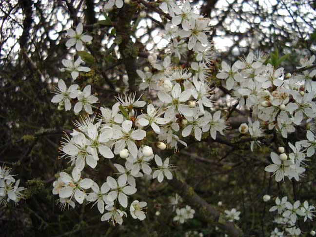 Blackthorn blooming at Imbolc.