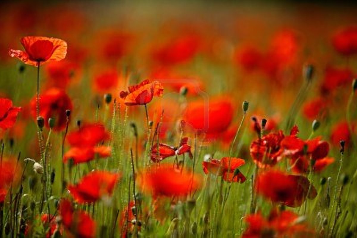 Poppy blossoms attract good luck and fortune. Poppy seeds are said to grant the ability to become invisible.