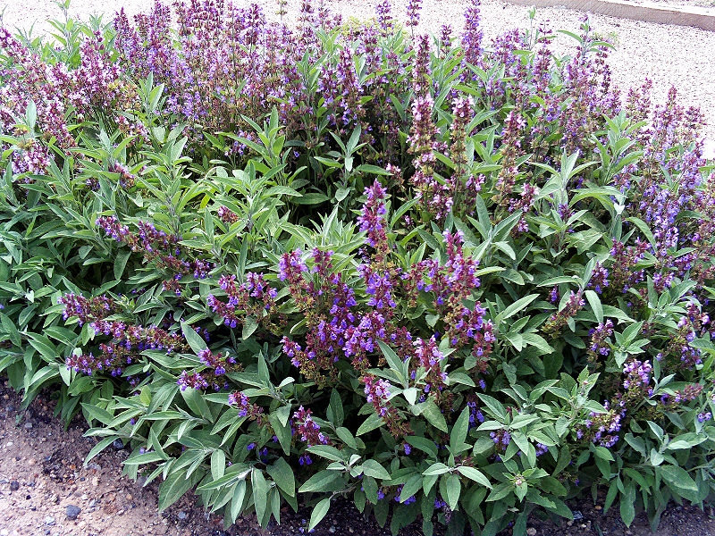 Sage in bloom