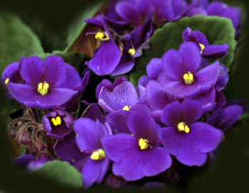 If you pluck the first violet of the spring, your fondest wish will be granted.
