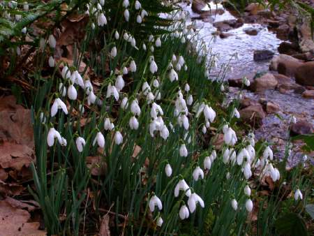 Snowdrops at a creek announce Imbolc. The first blooms of snowdrops or blackthorns or the first birth of the new lambs were often considered the announcement of Imbolc's arrival. (photo by Tony Eaglehart)