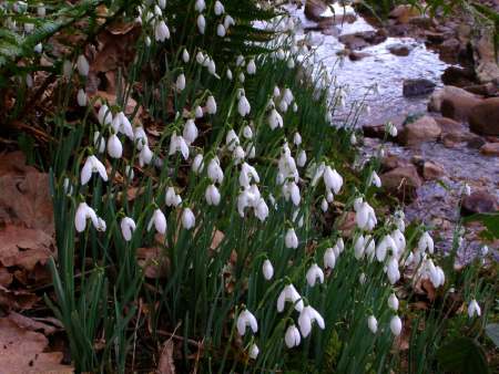 Snowdrops at a creek -- photo by Tony Eaglehart