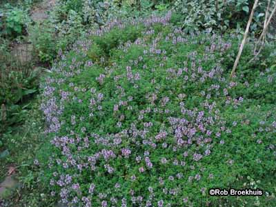 Thyme in bloom
