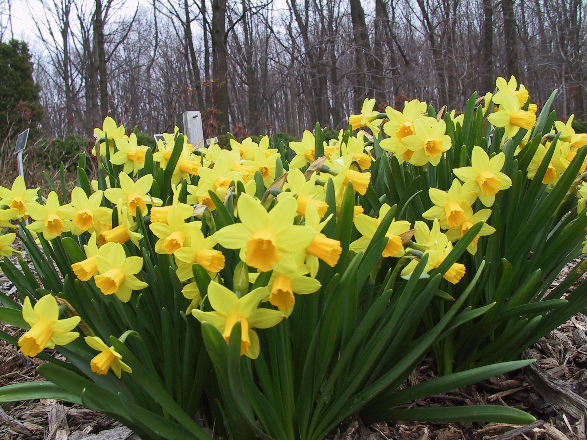 What do you do with daffodils after they flower?