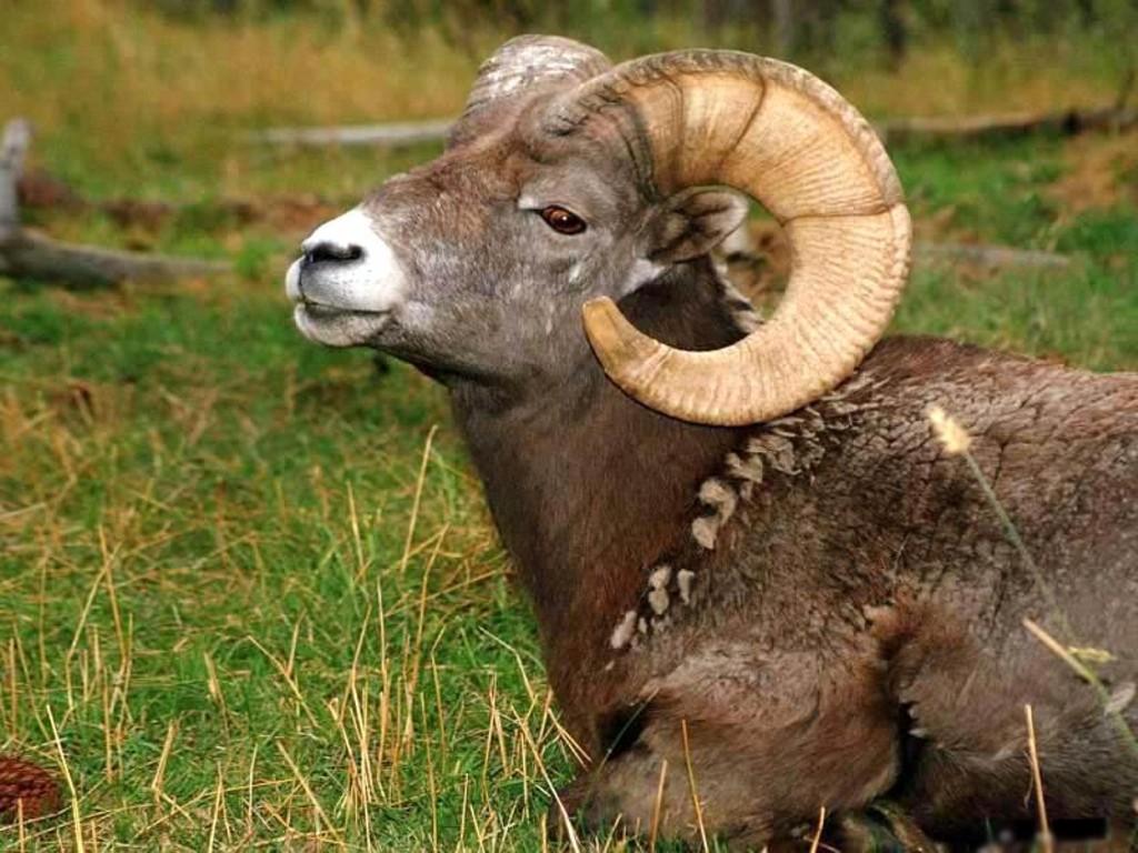 Aries the Ram - Morris, author