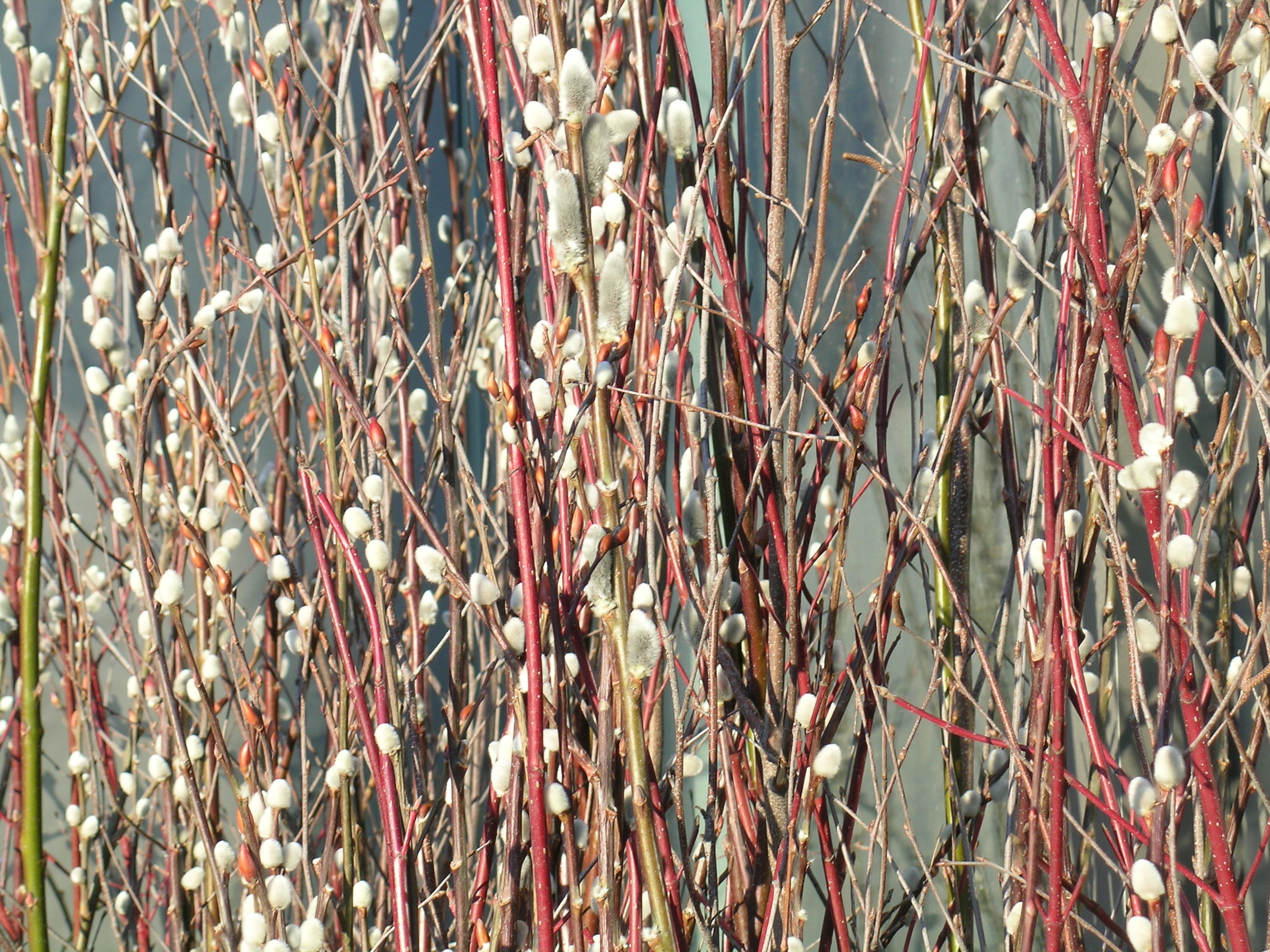 Pussywillows, used in Central and Eastern Europe instead of palms on Palm Sunday, are considered sacred to goddesses of the moon, death, and royal power.