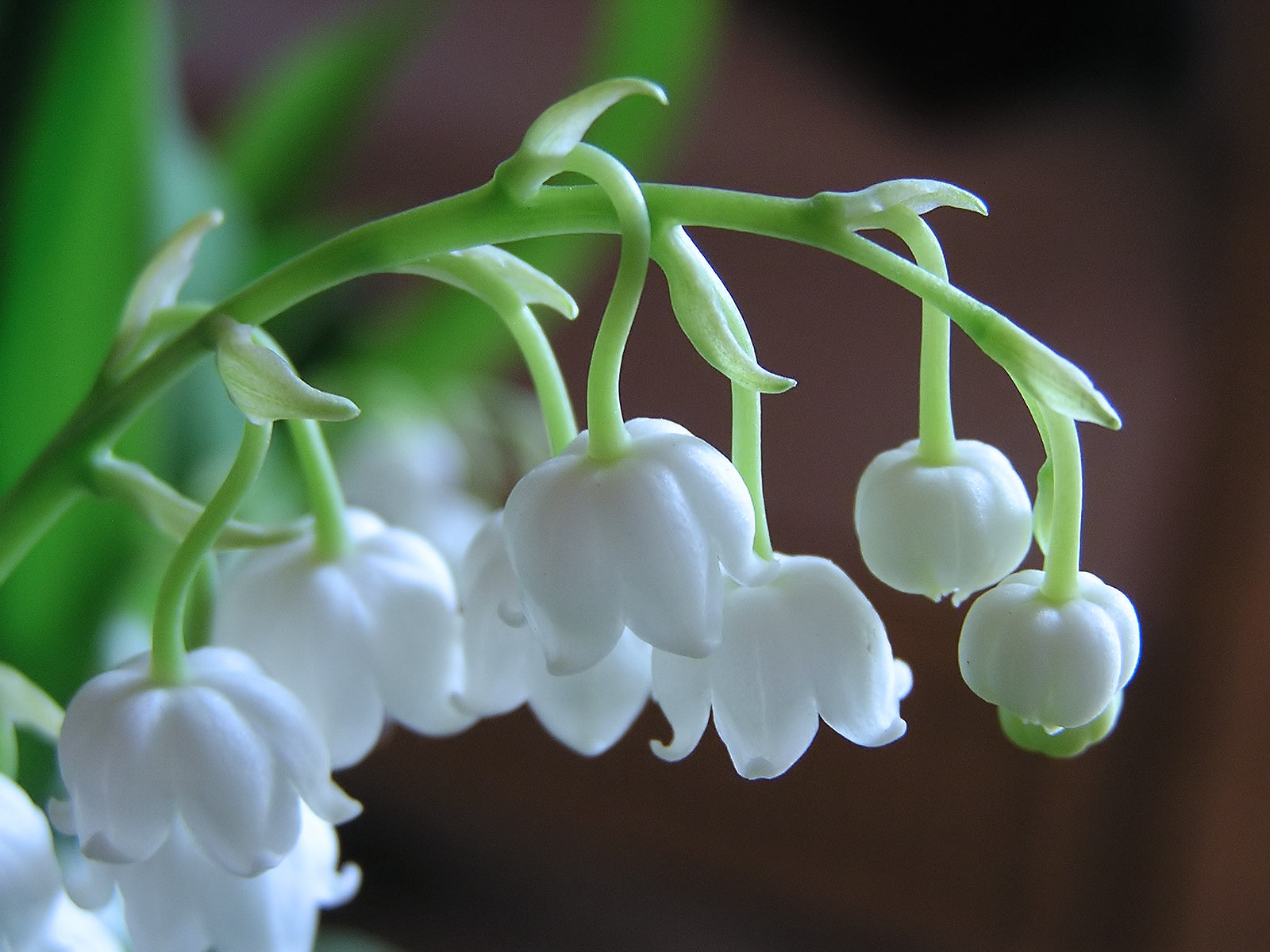 Lily of the Valley is considered a "masculine" plant, dedicated to Mercury and associated with the element of Air. If you dream of Lily of the Valley, it can be indicative of a desire to flee the constraints of day-to-day life or re-discover the simple joys of nature.