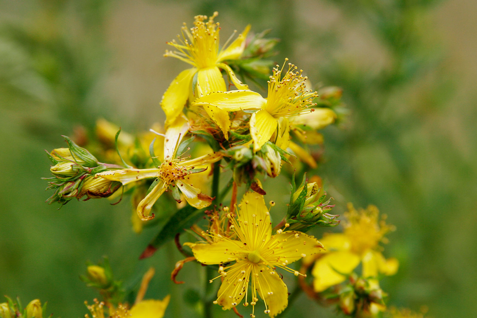 St. John's Wort can be used to detect another person's use of magic; in times past, it was held to the lips of accused witches to force them into confessing.