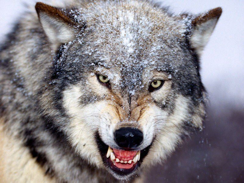 Gray-Wolf-15.jpg